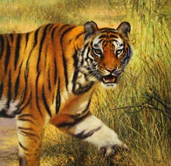 Pench Tiger by Tony Forrest - Original Painting on Stretched Canvas sized 24x24 inches. Available from Whitewall Galleries